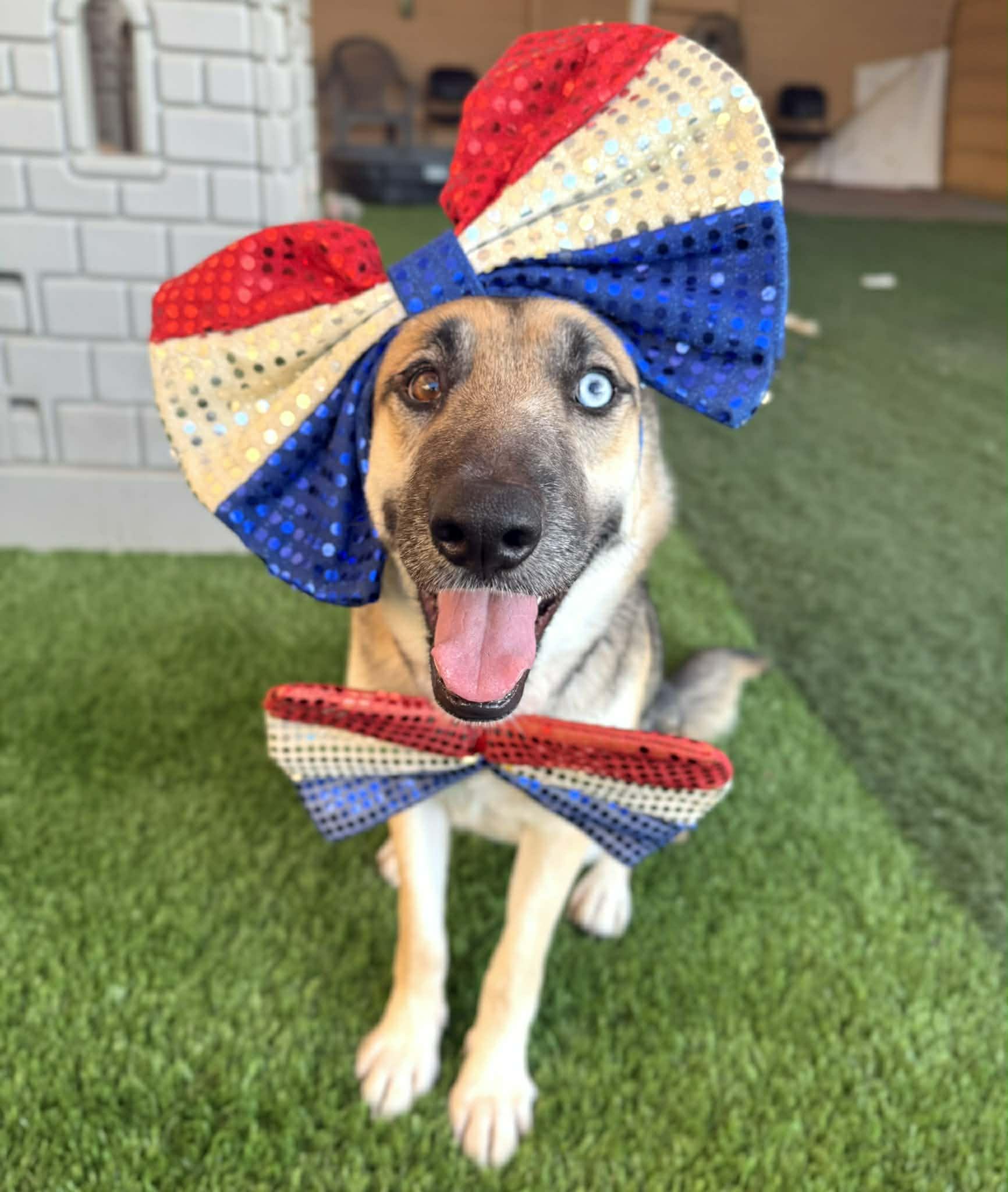 Margarita, ADOPTABLE, Young Female Husky & German Shepherd Dog.