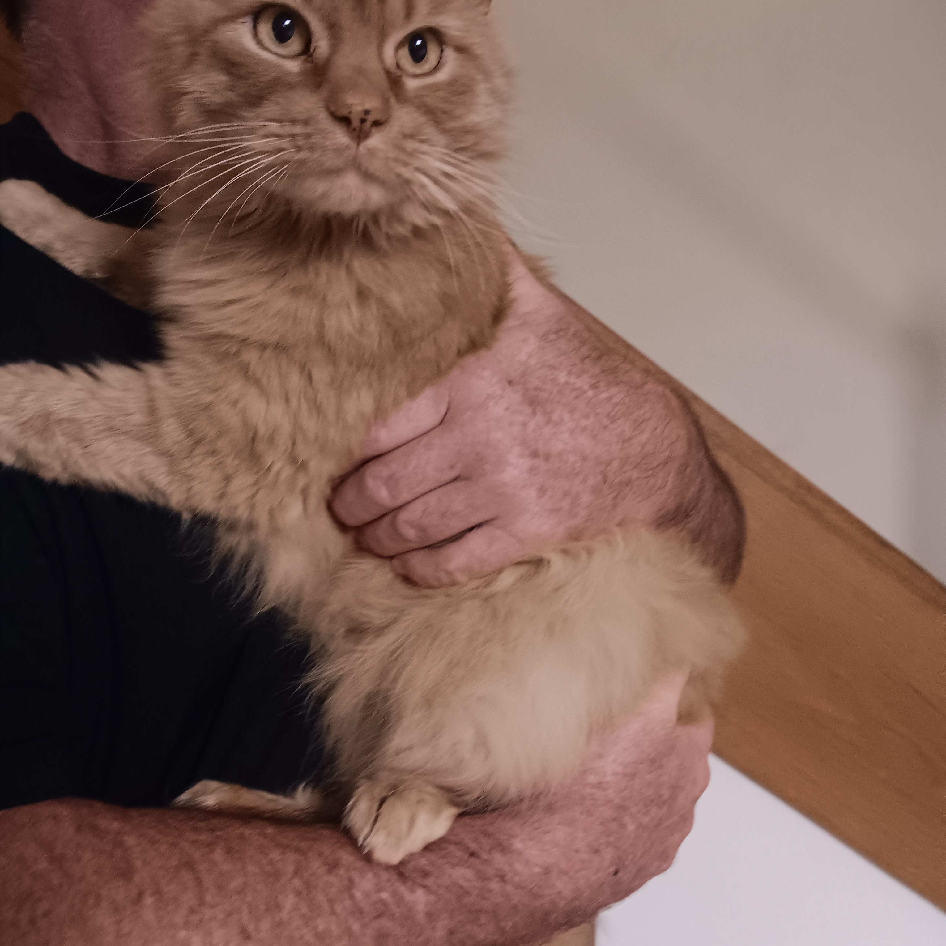 Simba, Adoptable, Adult Male Maine Coon.