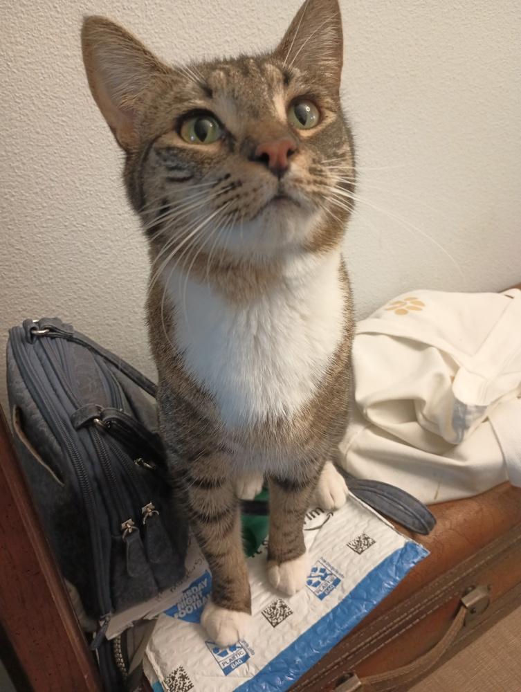 Eeyore, Adoptable, Kitten Male Domestic Short Hair.