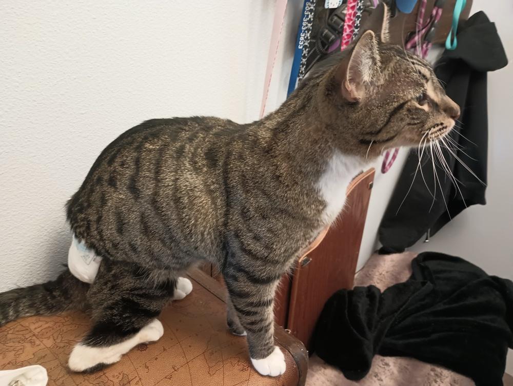 Eeyore, Adoptable, Kitten Male Domestic Short Hair.