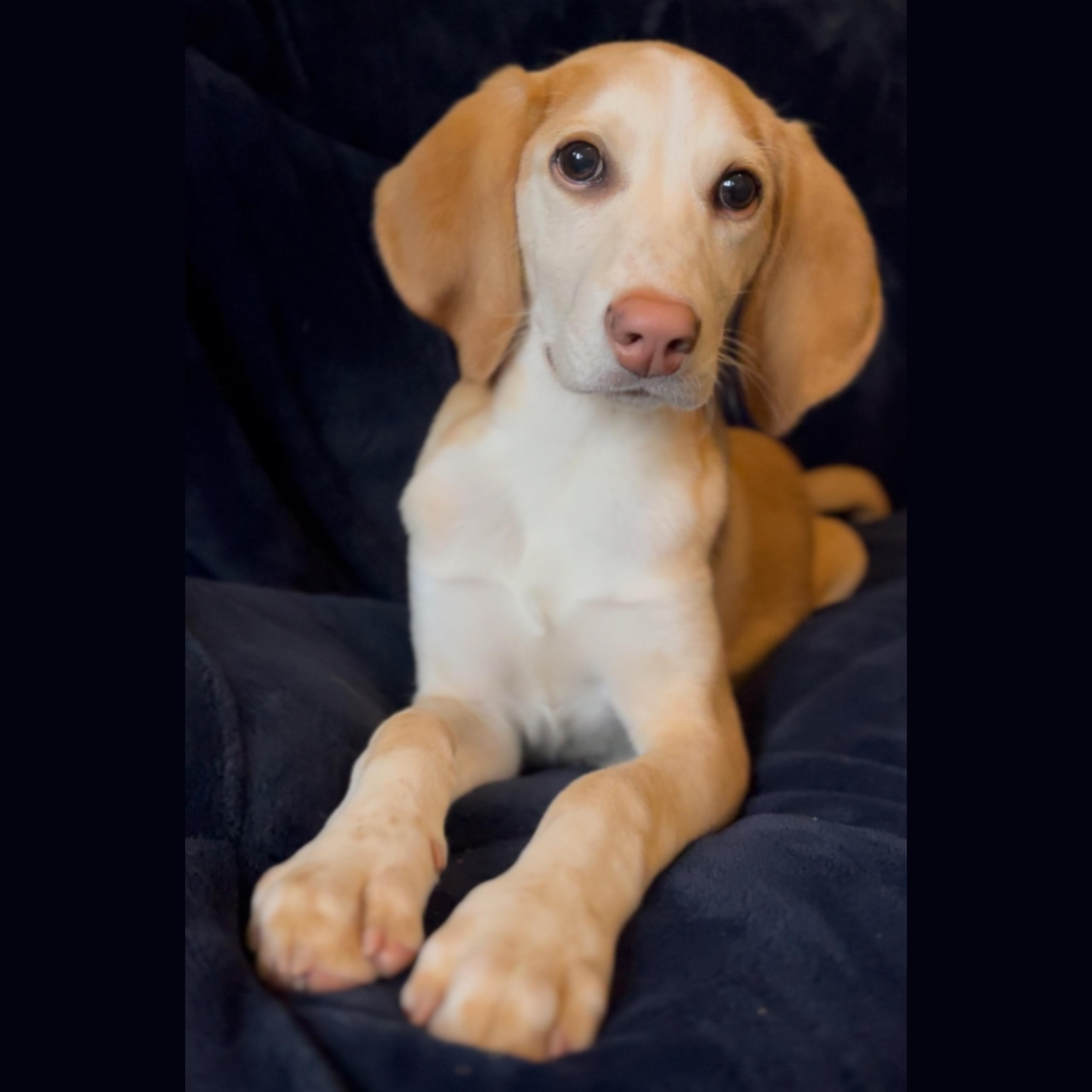 Groopert — thumbnail 2