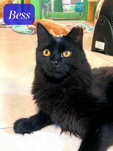Bess, Adoptable, Young Female Domestic Long Hair.