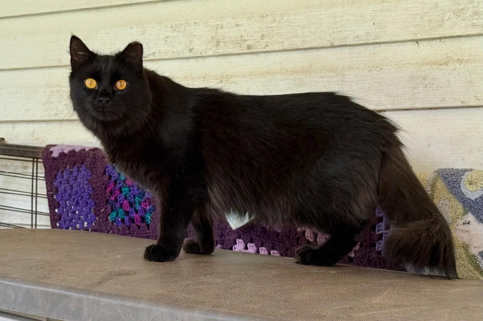 Enlarge Bess, a Adoptable Domestic Long Hair in Flint Hill, VA image 2/3