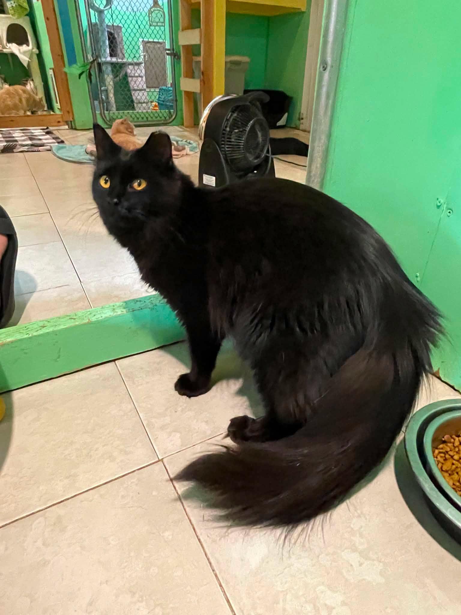 Enlarge Bess, a Adoptable Domestic Long Hair in Flint Hill, VA image 3/3