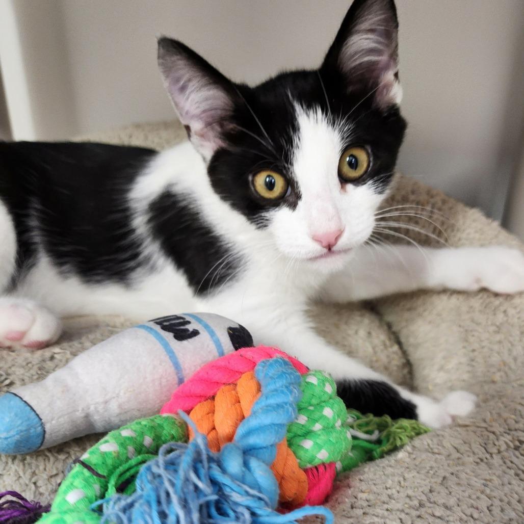 Vinnie, Adoptable, Kitten Male Domestic Short Hair.