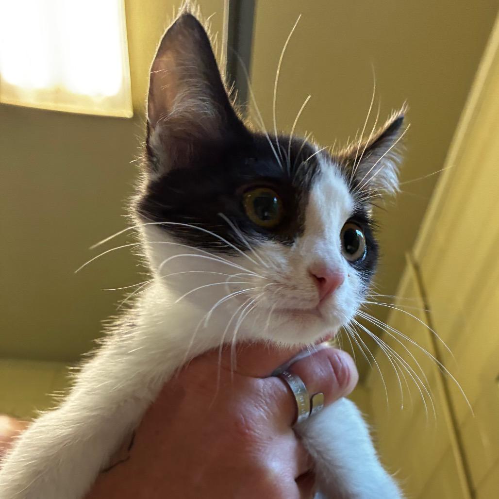 Enlarge Vinnie, a Adoptable Domestic Short Hair in Columbus, NC image 3/3