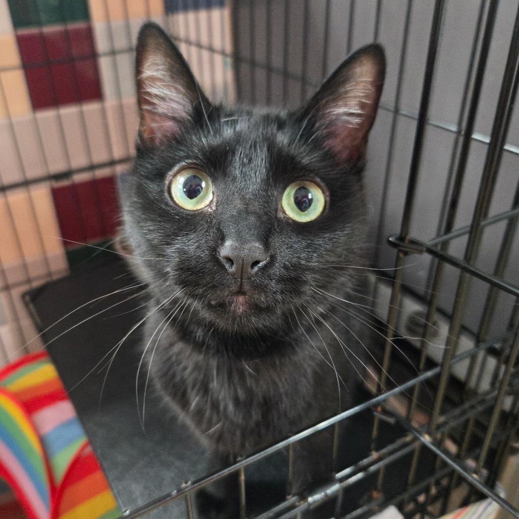 Umbreon LR1, Adoptable, Adult Female Domestic Short Hair.