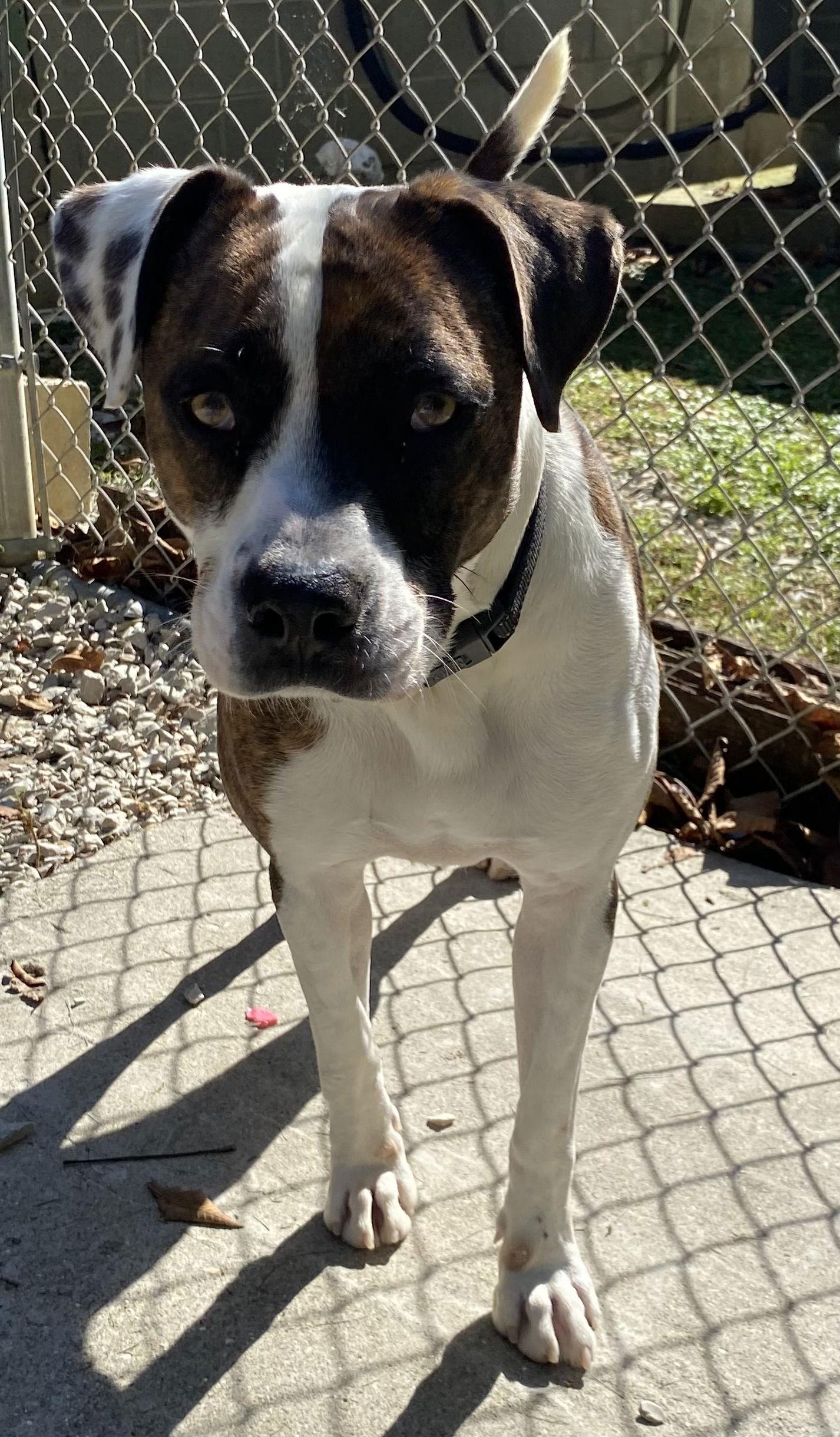 Petey, Adoptable, Adult Male Boxer & Hound.