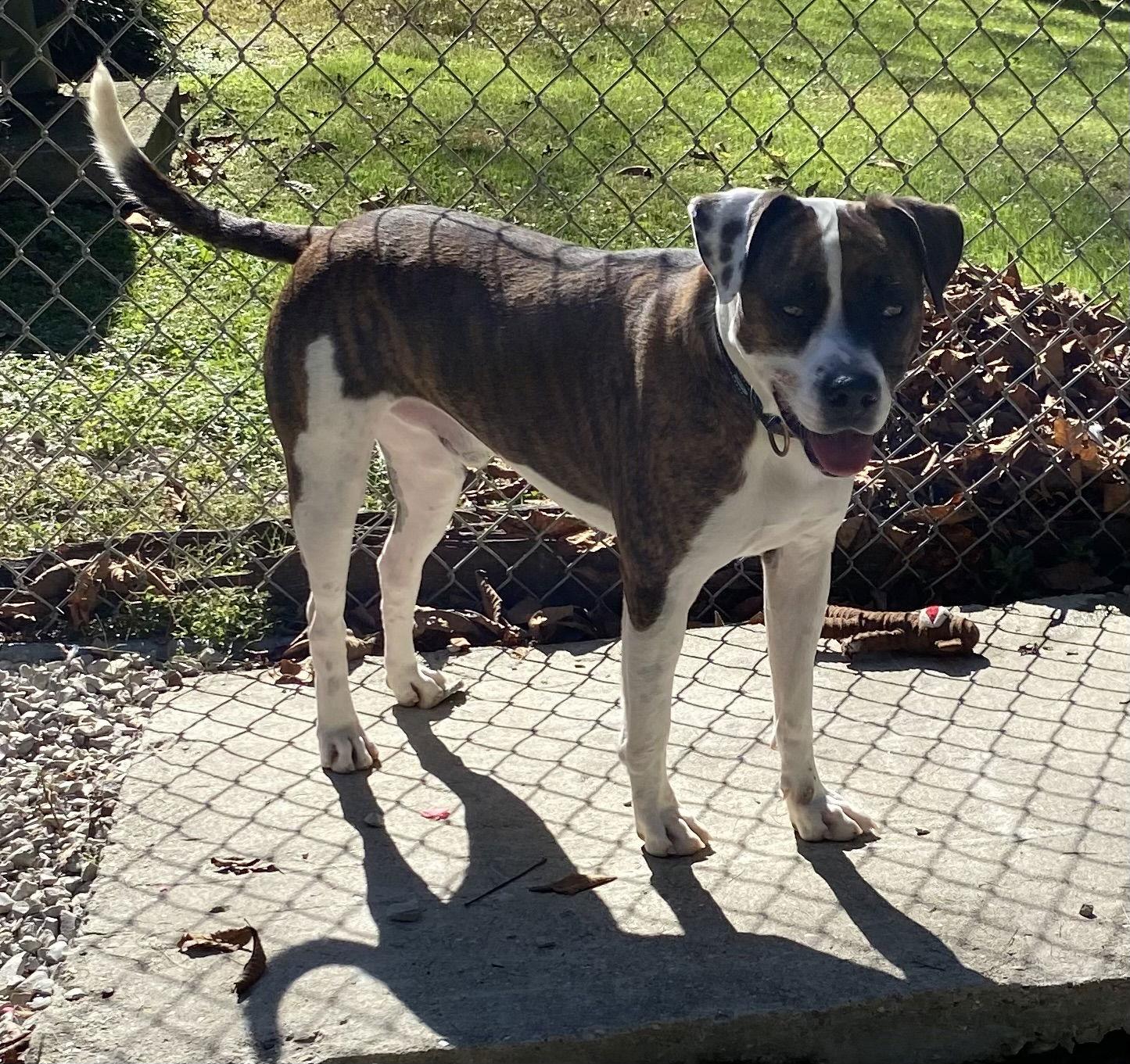 Enlarge Petey, a Adoptable mixed breed in Doylestown, PA image 2/3