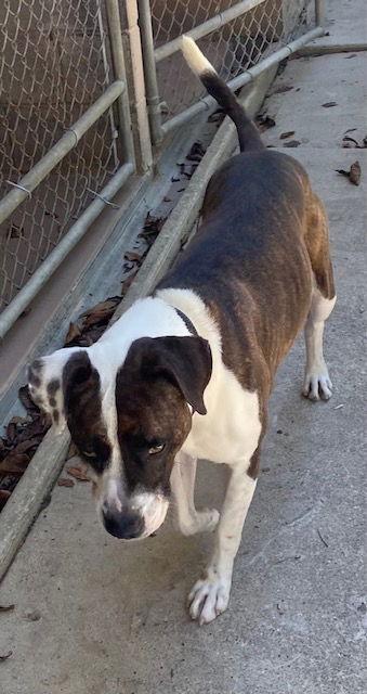 Enlarge Petey, a Adoptable mixed breed in Doylestown, PA image 3/3