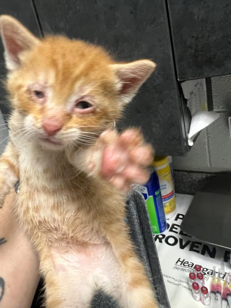 Noodle, Adoptable, Kitten Male Domestic Short Hair.
