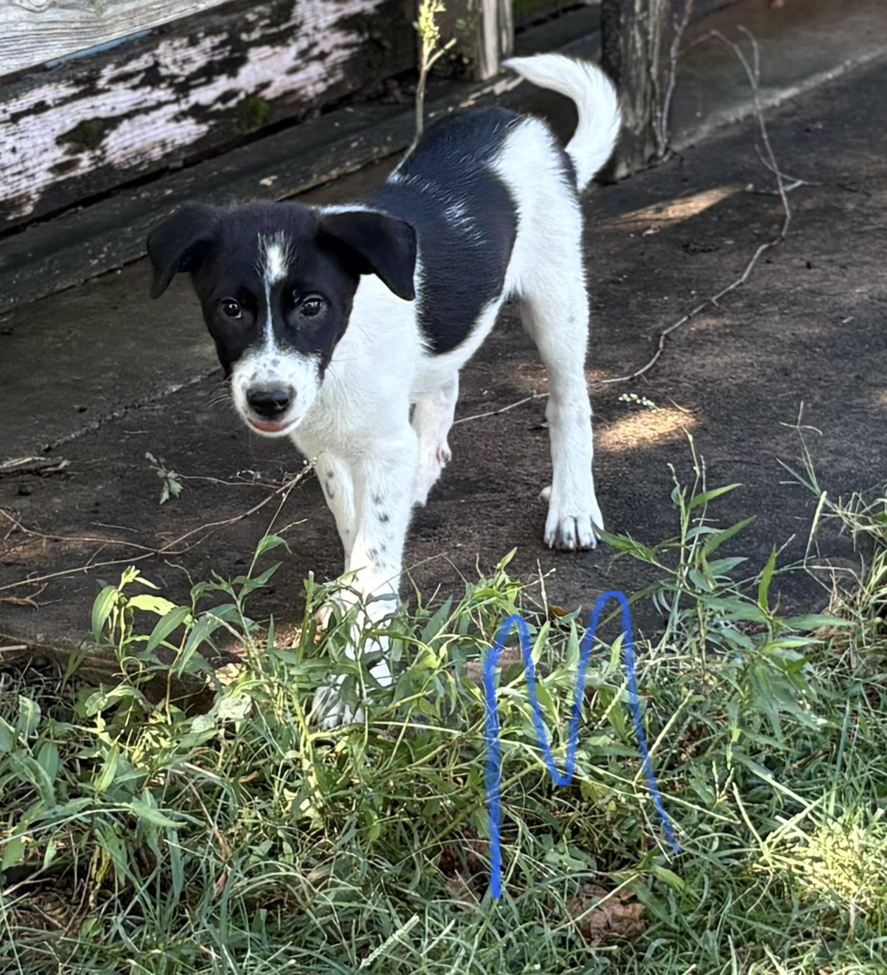 Scout, Adoptable, Puppy Male Australian Cattle Dog / Blue Heeler & Golden Retriever.