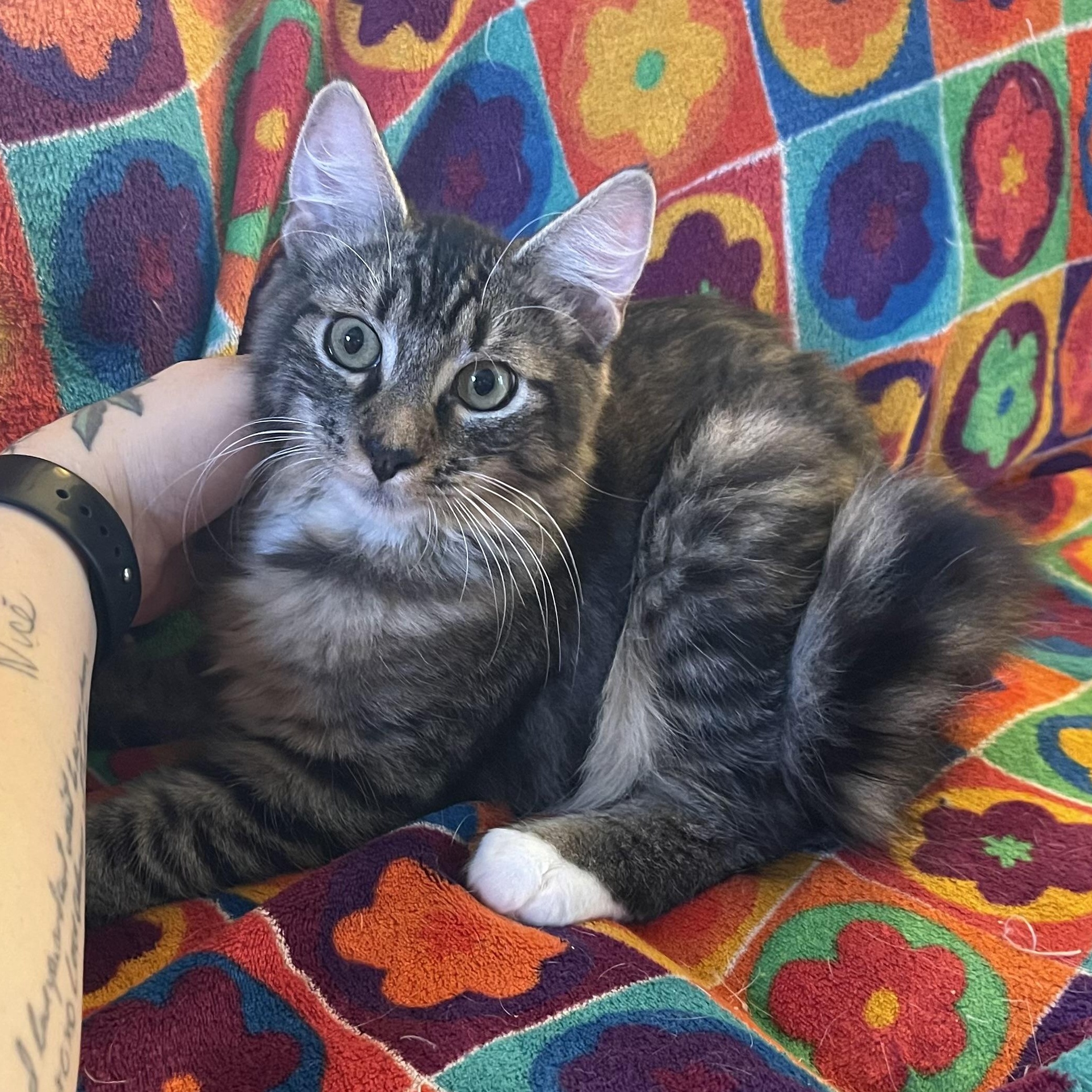 Dirty Dan, Adopted, Kitten Male Domestic Long Hair.
