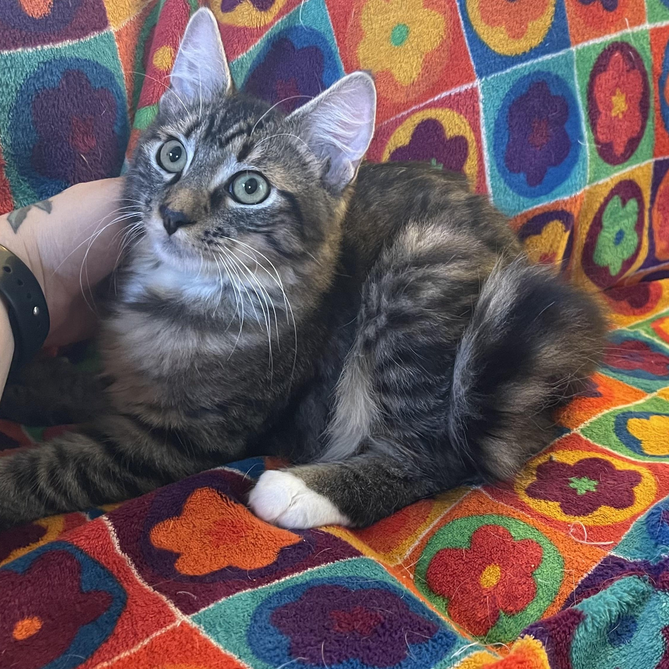 Enlarge Dirty Dan, a Adopted Domestic Long Hair in Scranton, PA image 4/5