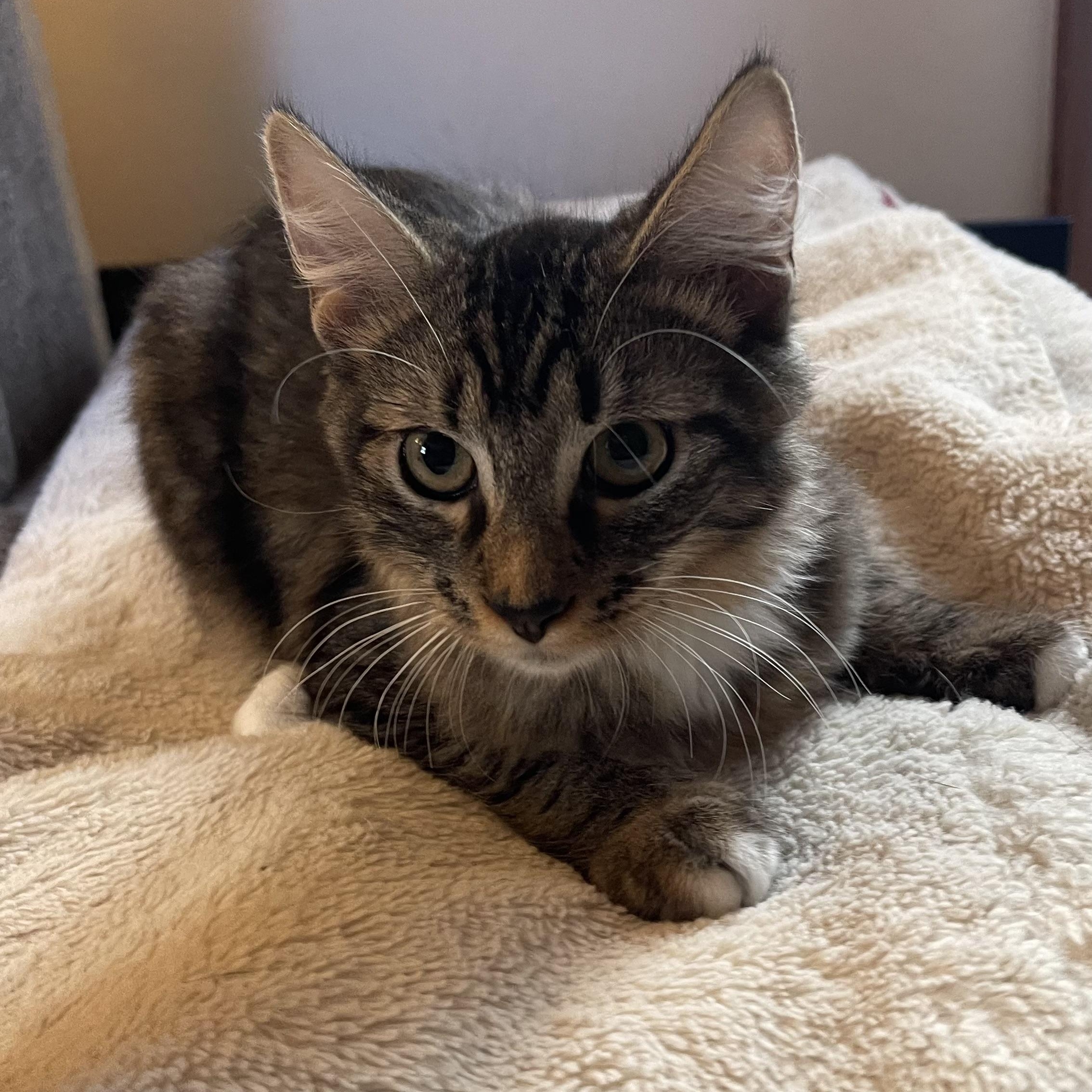 Enlarge Dirty Dan, a Adopted Domestic Long Hair in Scranton, PA image 2/5