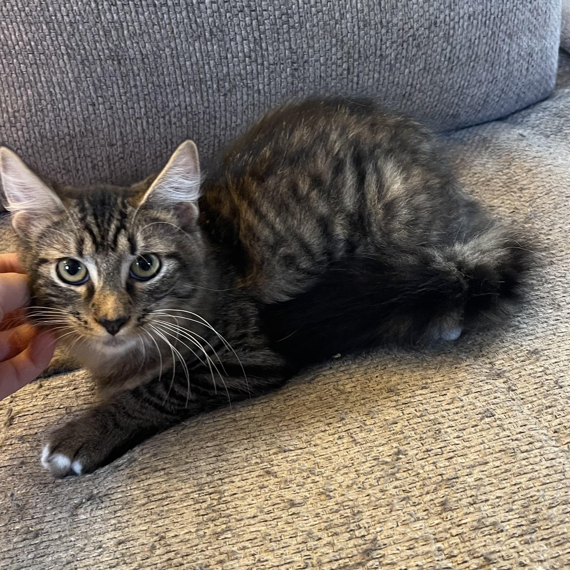 Enlarge Dirty Dan, a Adopted Domestic Long Hair in Scranton, PA image 5/5