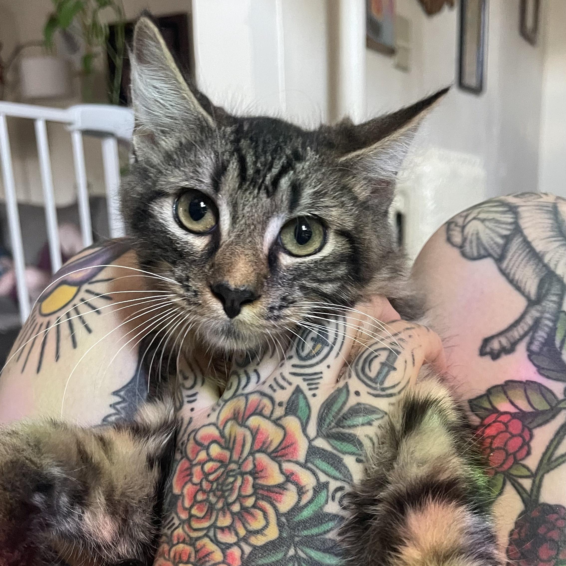Enlarge Dirty Dan, a Adopted Domestic Long Hair in Scranton, PA image 3/5