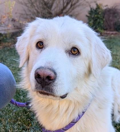 Enlarge Whitney, a Adoptable mixed breed in Portola, CA image 1/3