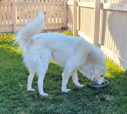 Enlarge Whitney, a Adoptable mixed breed in Portola, CA image 2/3