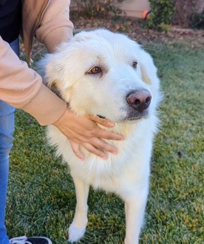 Enlarge Whitney, a Adoptable mixed breed in Portola, CA image 3/3