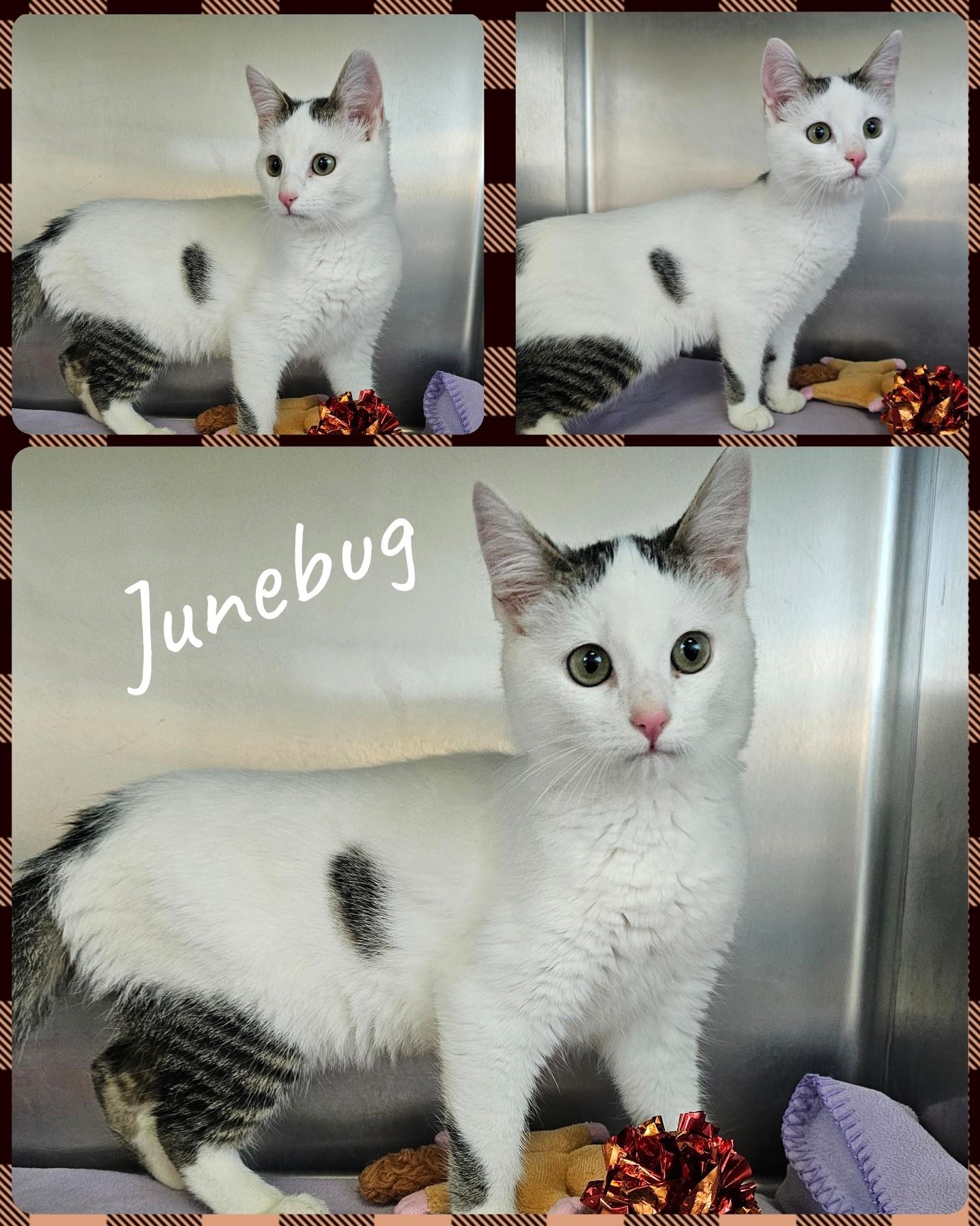 Junebug, Adoptable, Young Female Domestic Short Hair.