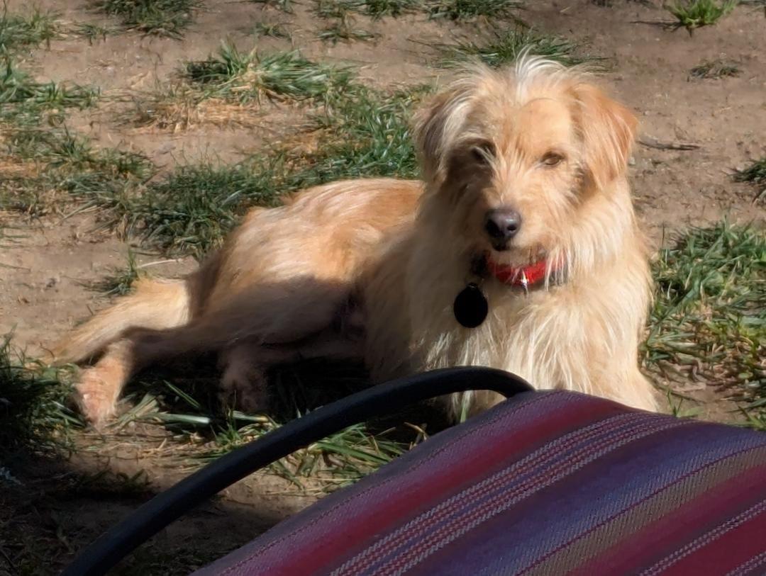 Enlarge Bengy, a Adoptable mixed breed in Poway, CA image 4/5