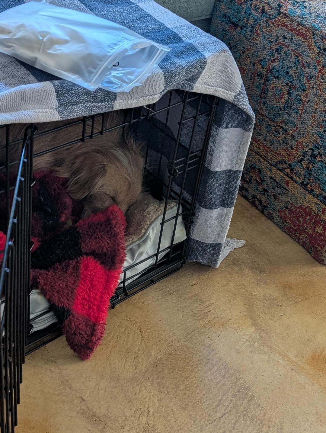 Enlarge Bengy, a Adoptable mixed breed in Poway, CA image 3/5