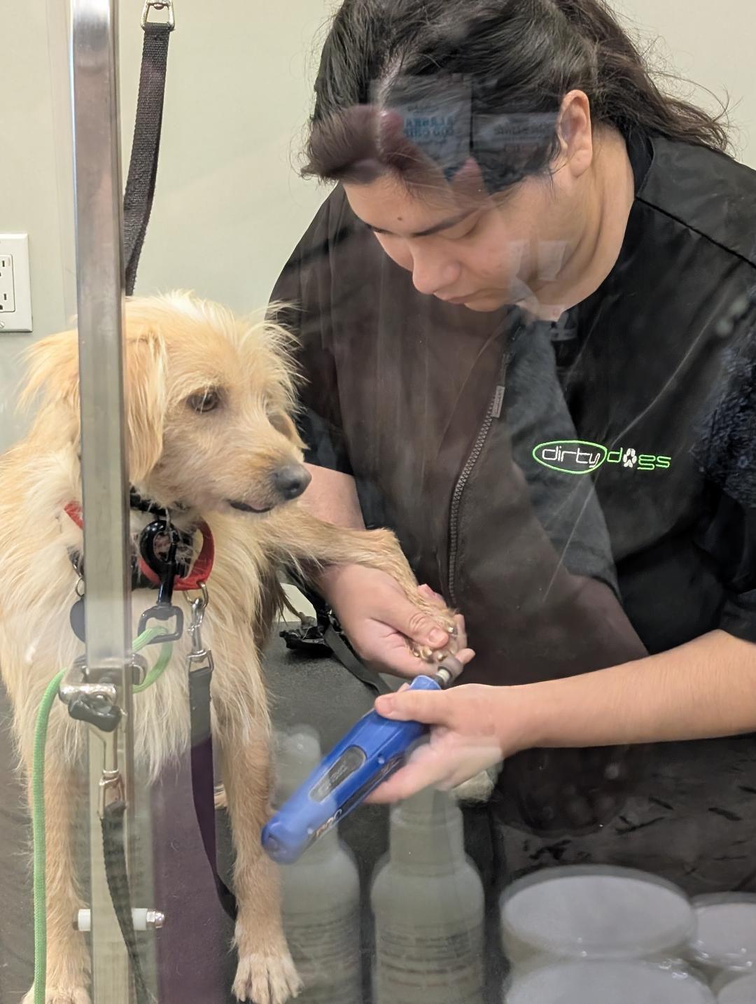 Enlarge Bengy, a Adoptable mixed breed in Poway, CA image 5/5