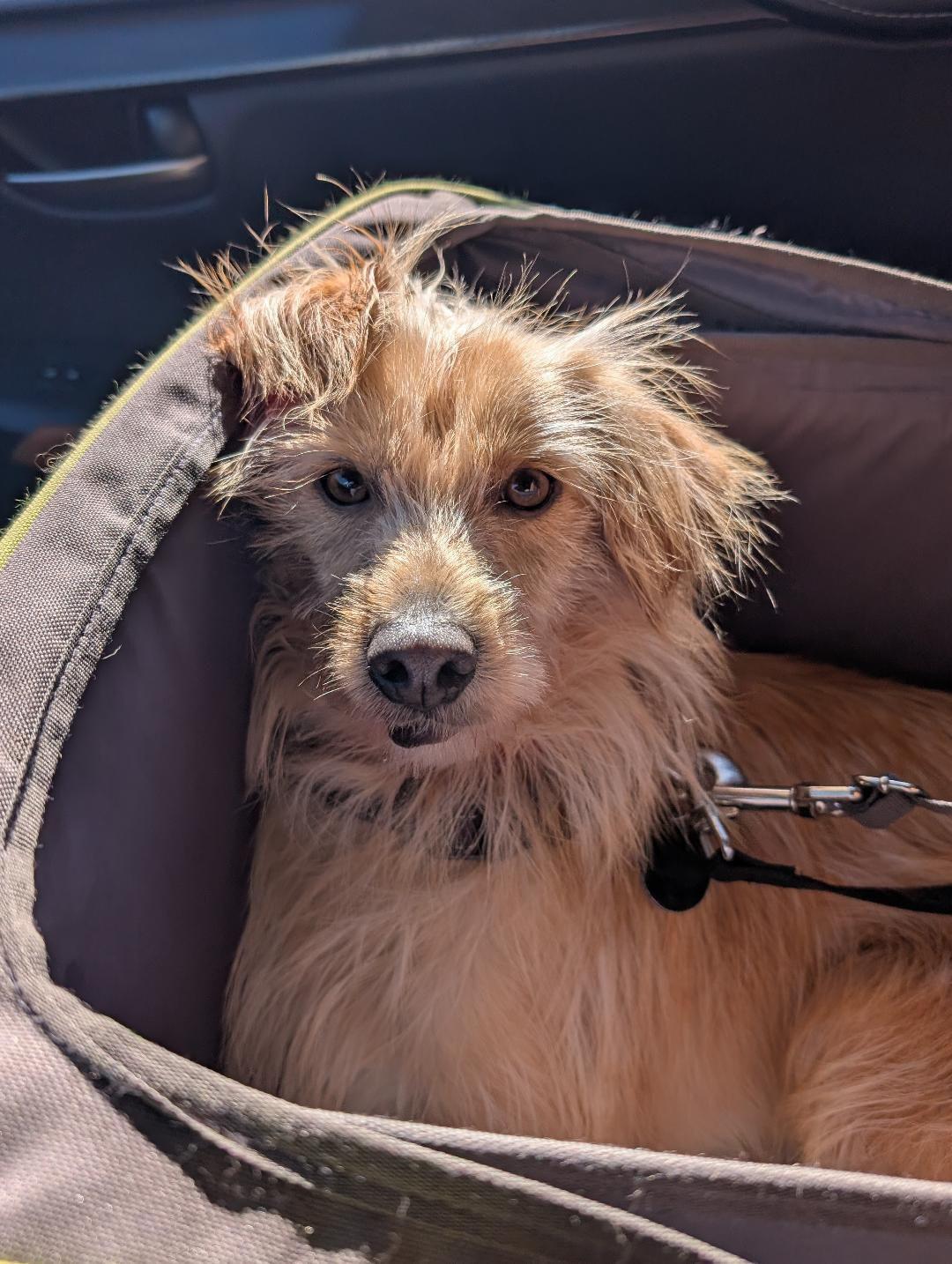 Enlarge Bengy, a Adoptable mixed breed in Poway, CA image 2/5