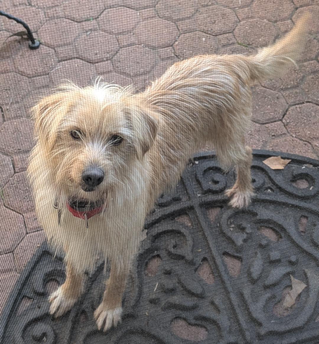 Bengy, Adoptable, Young Male Norfolk Terrier & Yorkshire Terrier.
