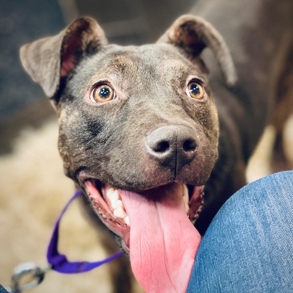 Enlarge Willow, a Adoptable mixed breed in Tulsa, OK image 1/6