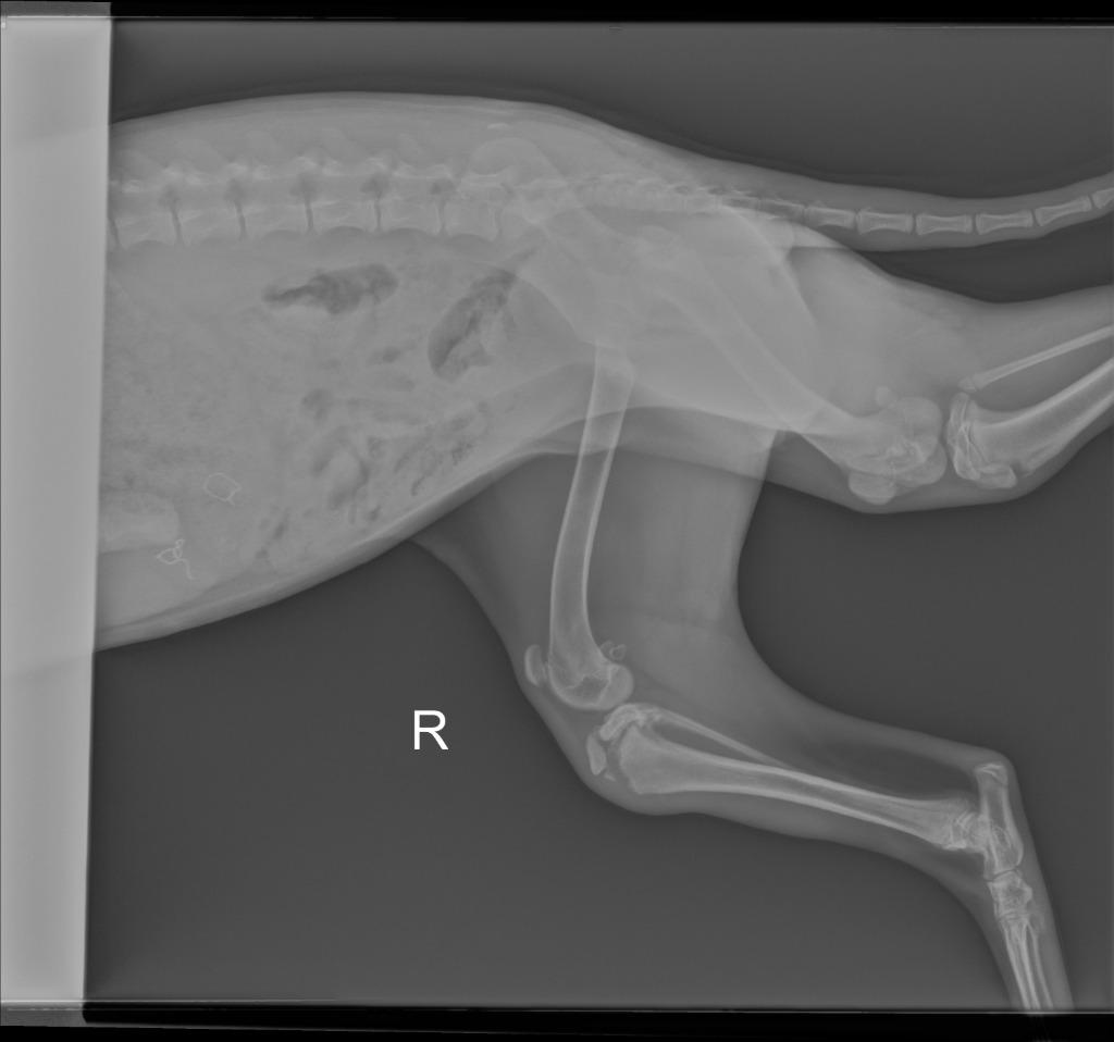 Willow, a Adoptable mixed breed in Tulsa, OK image 1/6