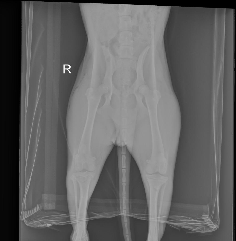 Willow, a Adoptable mixed breed in Tulsa, OK image 2/6