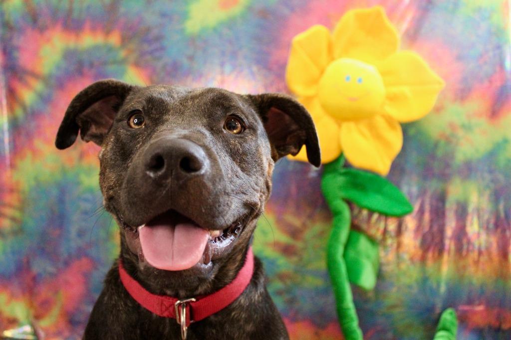 Willow, a Adoptable mixed breed in Tulsa, OK image 1/6