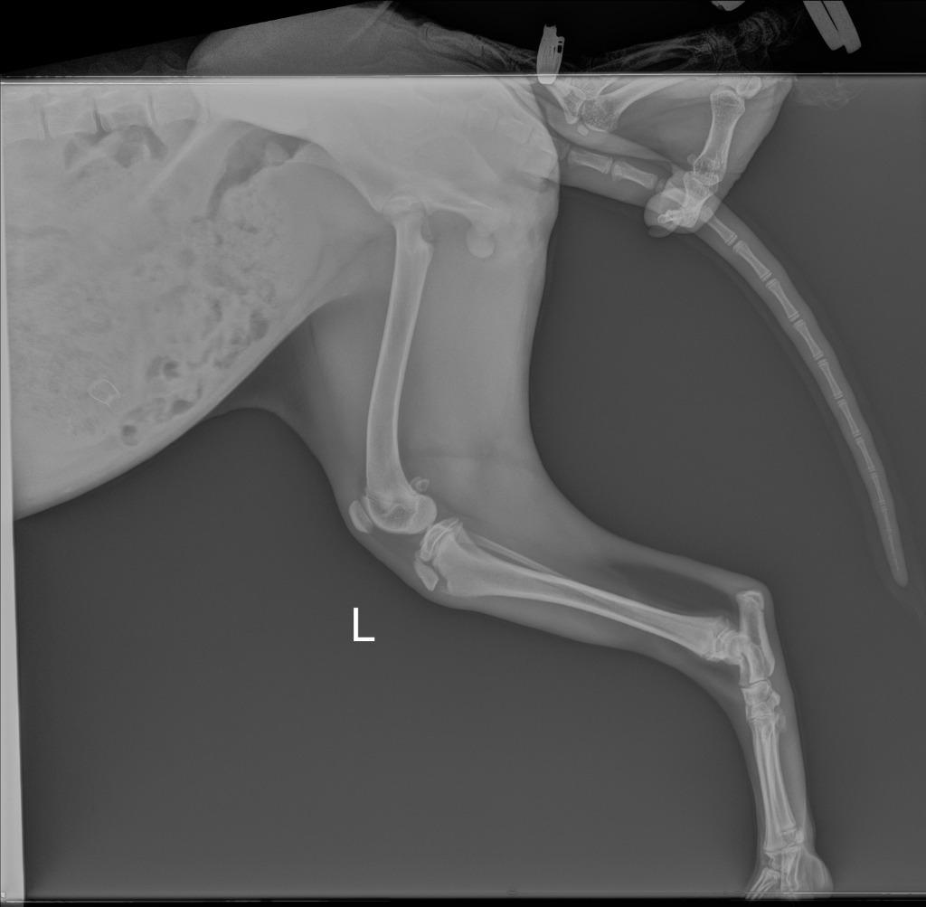 Enlarge Willow, a Adoptable mixed breed in Tulsa, OK image 2/6