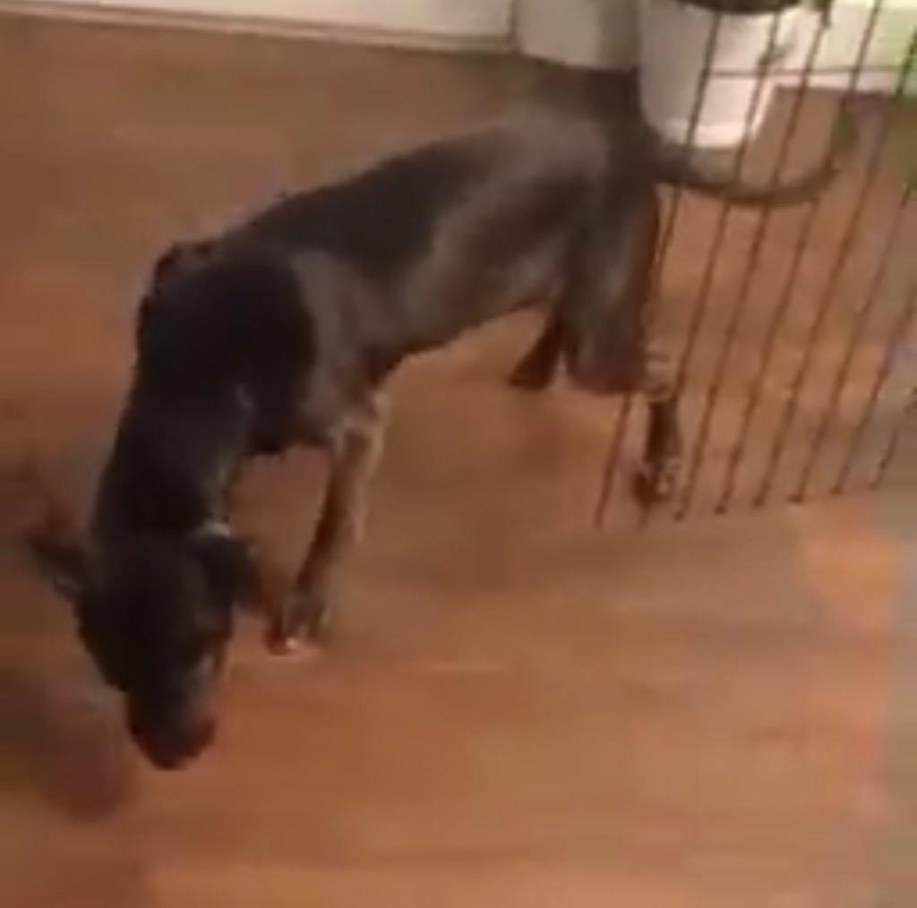 Enlarge Willow, a Adoptable mixed breed in Tulsa, OK image 3/6