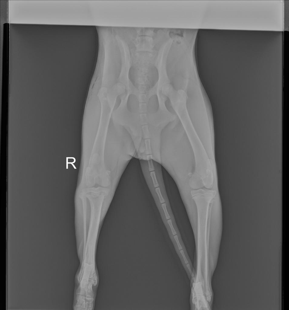 Enlarge Willow, a Adoptable mixed breed in Tulsa, OK image 4/6