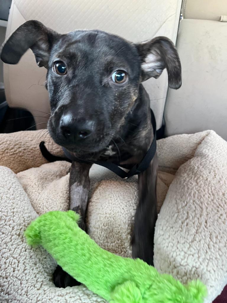 Willow, a Adoptable mixed breed in Tulsa, OK image 3/6