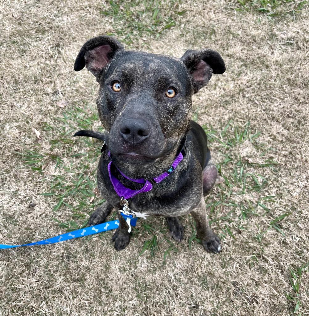 Enlarge Willow, a Adoptable mixed breed in Tulsa, OK image 6/6