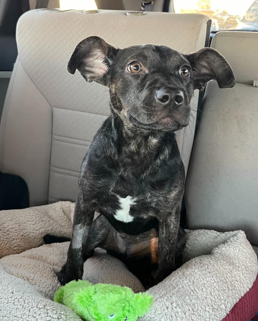 Willow, a Adoptable mixed breed in Tulsa, OK image 4/6