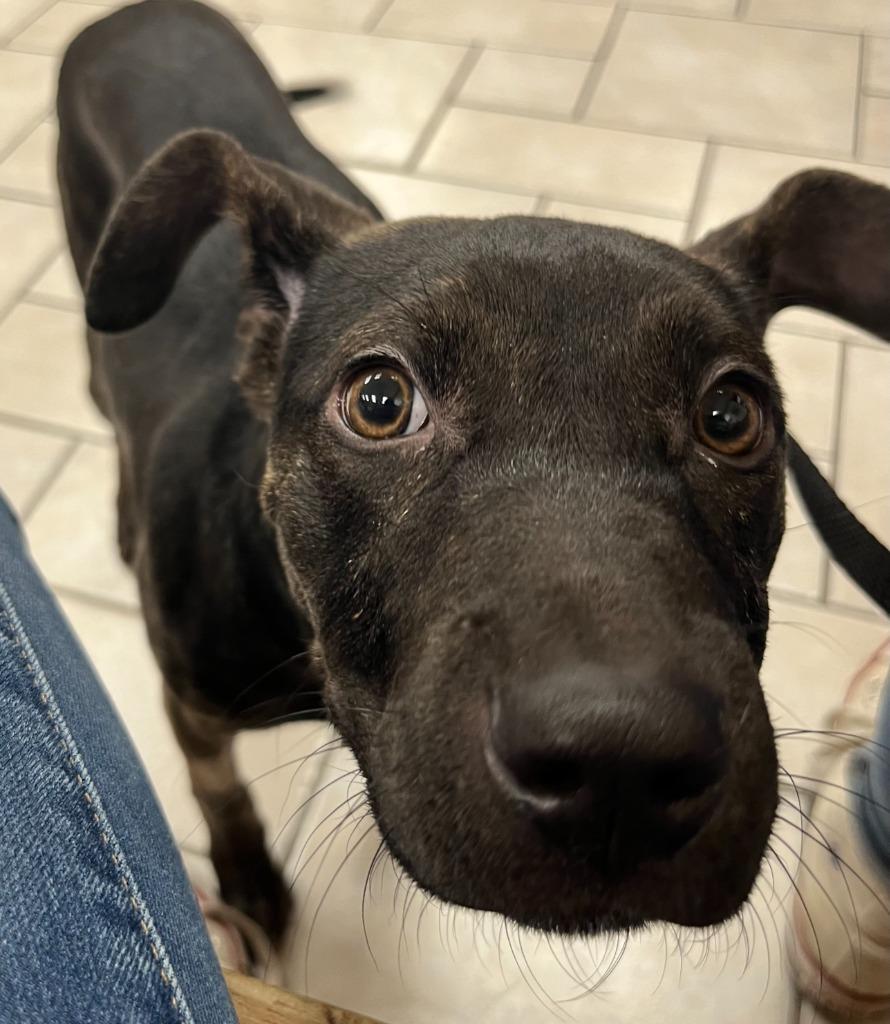 Enlarge Willow, a Adoptable mixed breed in Tulsa, OK image 5/6