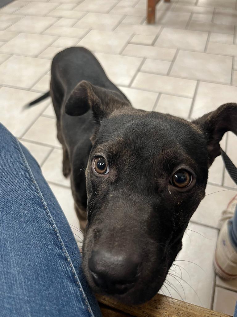 Willow, a Adoptable mixed breed in Tulsa, OK image 5/6