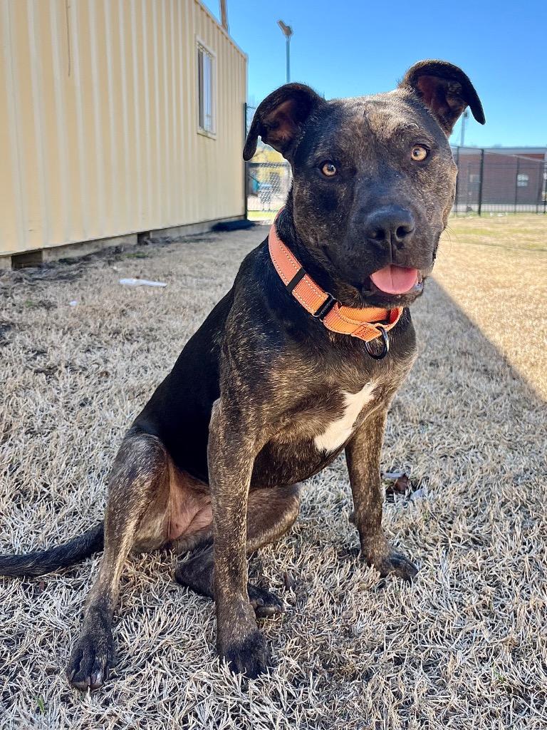 Enlarge Willow, a Adoptable mixed breed in Tulsa, OK image 6/6