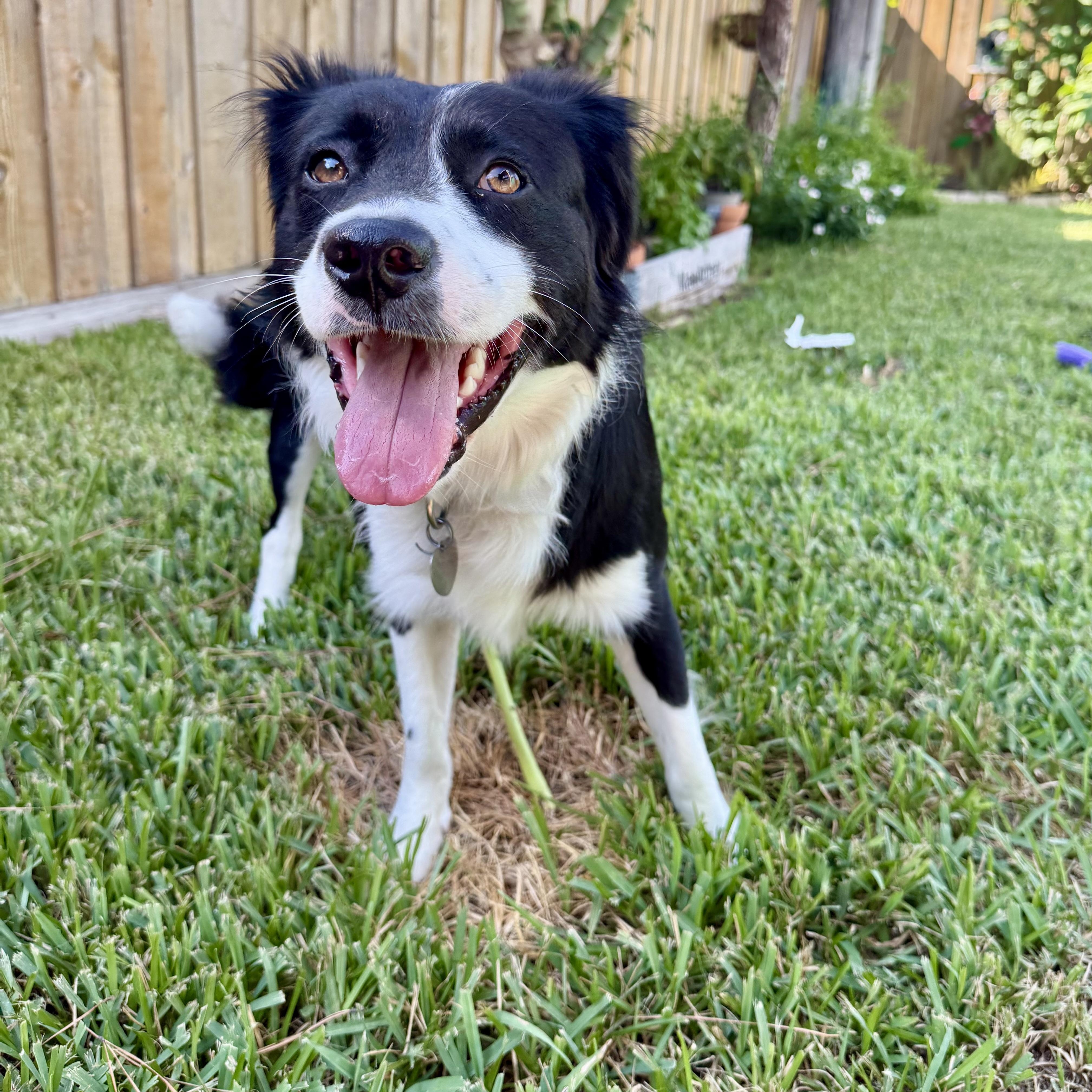 Enlarge Ace, a Adoptable mixed breed in Houston, TX image 6/6