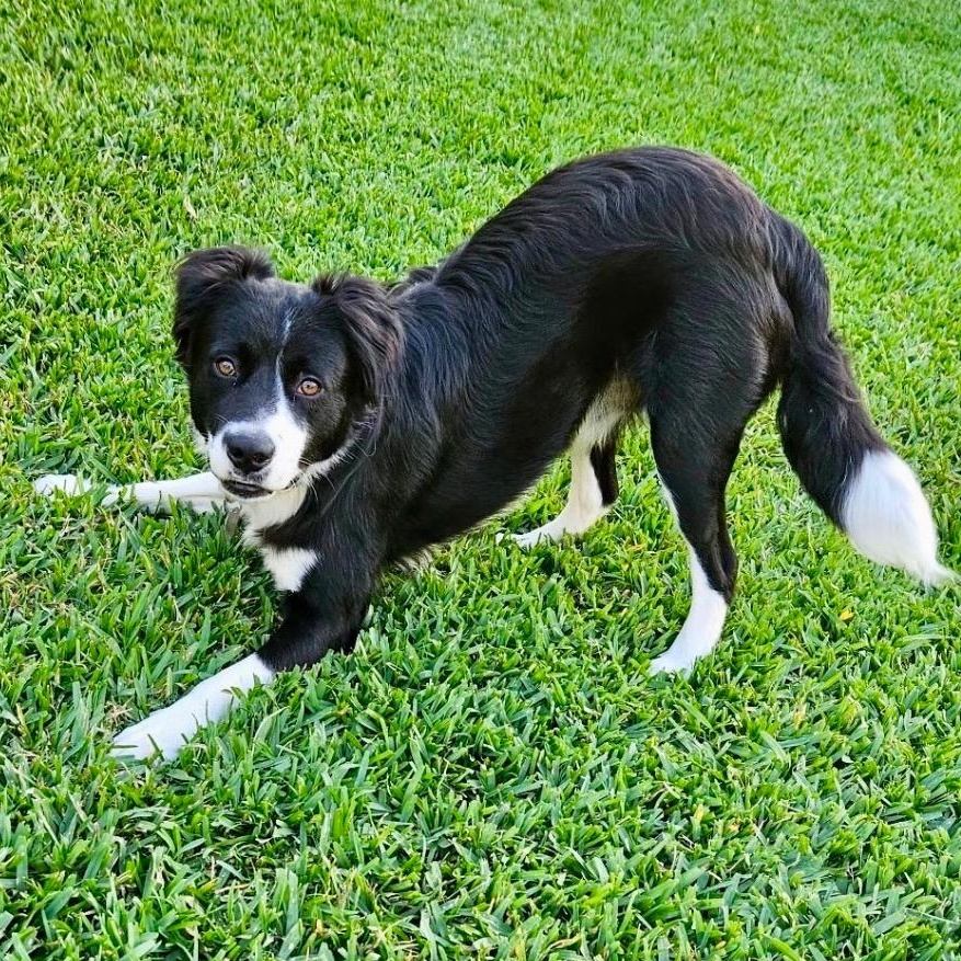 Ace, Adoptable, Adult Male Border Collie.