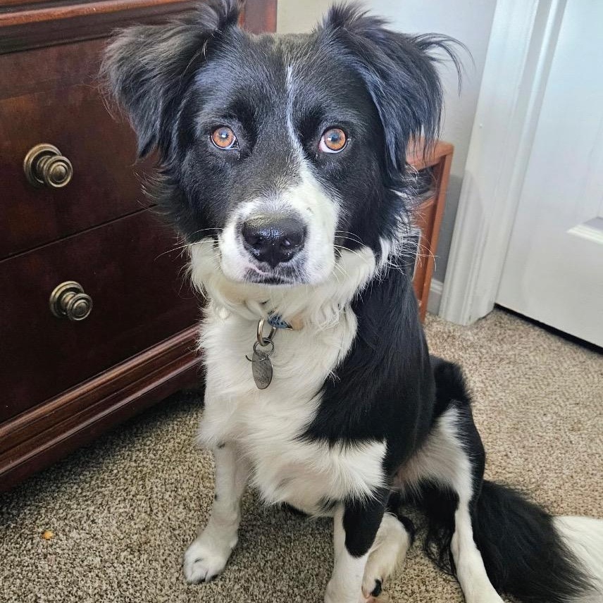 Enlarge Ace, a Adoptable mixed breed in Houston, TX image 5/6