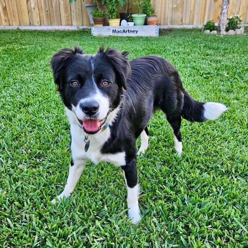 Enlarge Ace, a Adoptable mixed breed in Houston, TX image 2/6