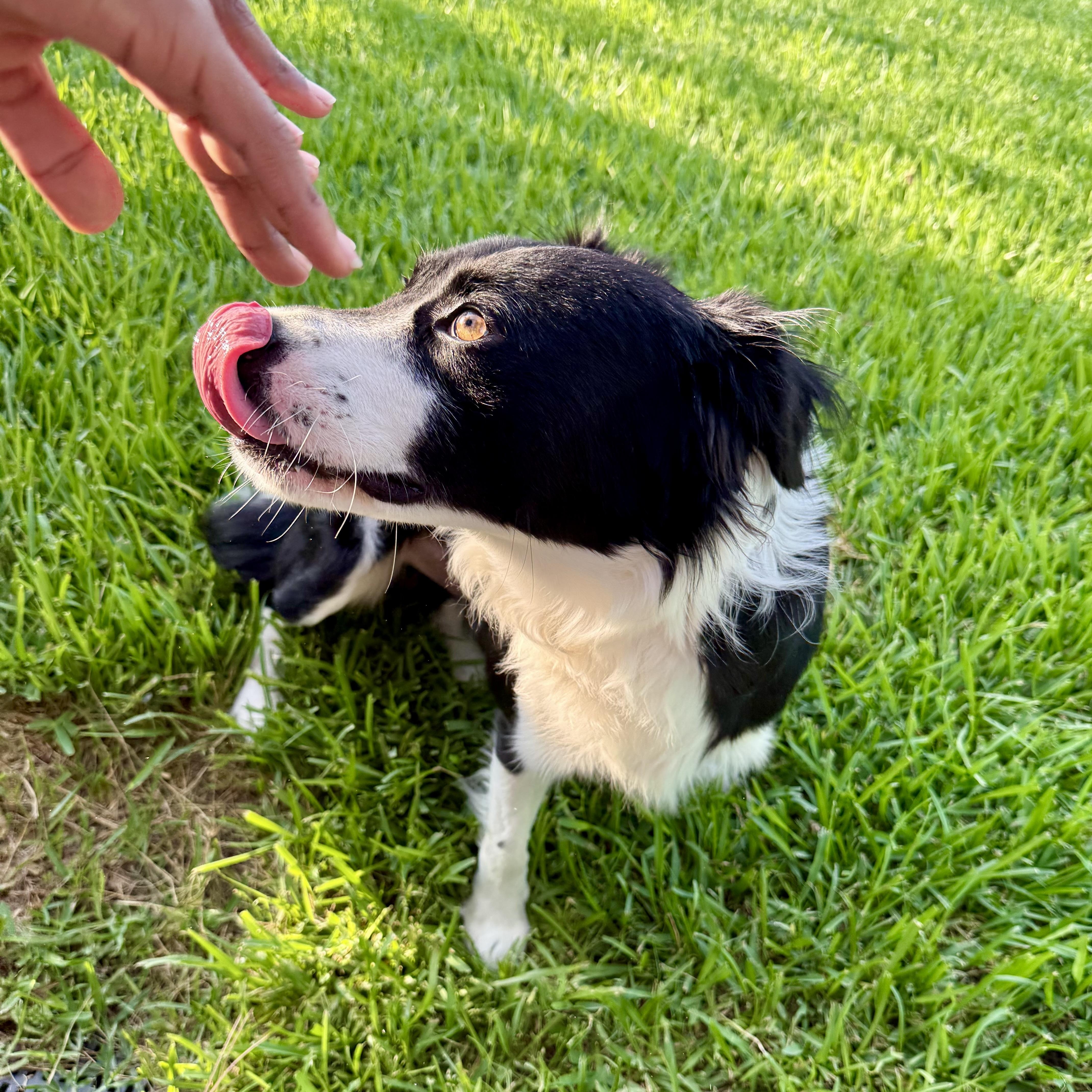 Enlarge Ace, a Adoptable mixed breed in Houston, TX image 4/6