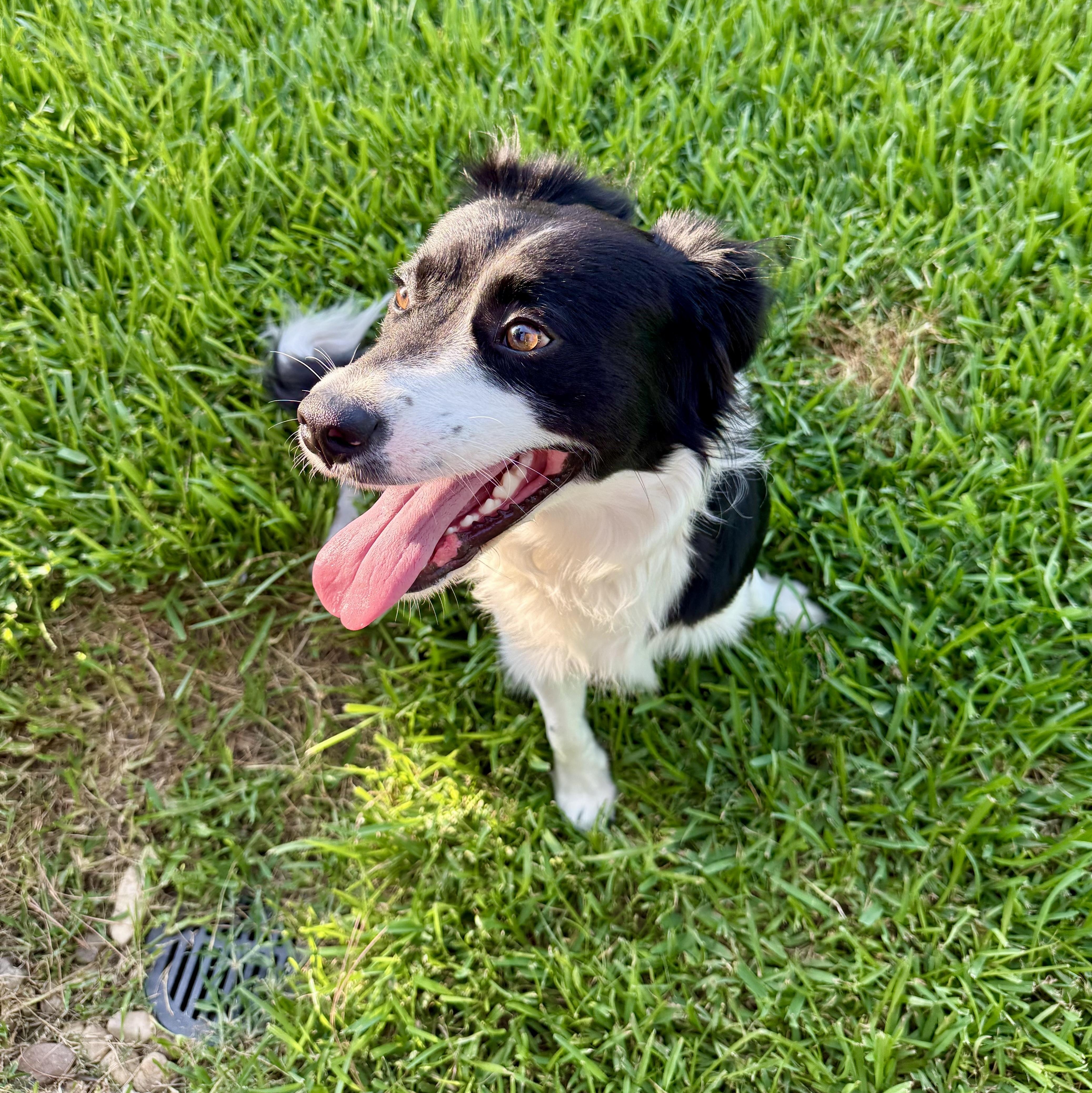 Enlarge Ace, a Adoptable mixed breed in Houston, TX image 3/6