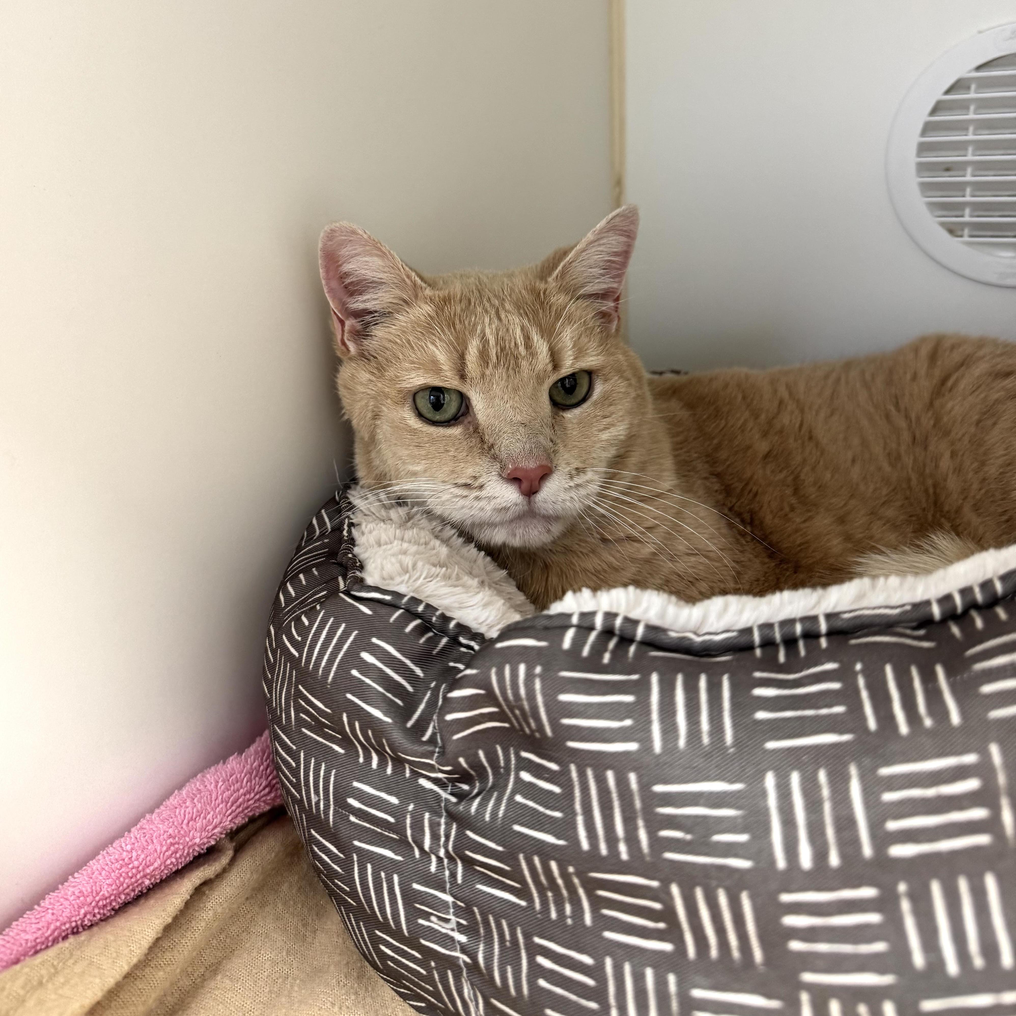 Enlarge Beanie, an adoptable Domestic Short Hair in Reisterstown, MD image 2/2